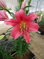 [4194 Sensi VWS No02.JPG]